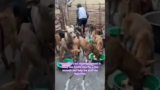 Please help me push my algorithm #shortsvideo #adoptstrays #dogfood #shortsviral #shortsfeed
