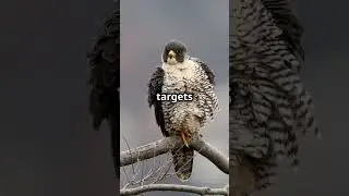 The Surprising Truth About Peregrine Falcons Nobody Tells You
