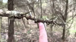 Hiking with Velcro, Part 1 (Dirt 66 Bike Trail).