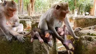 OMG Baby Monkeys Being Absolutely Hilarious and Adorable! Heartwarmin Jungle Moments
