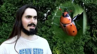 What is This HUGE Beetle?!?! Big Orange Beetle with Black Spots, The Grapevine Beetle