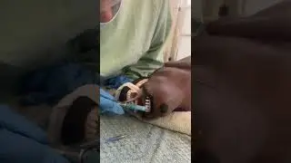 Dental 4