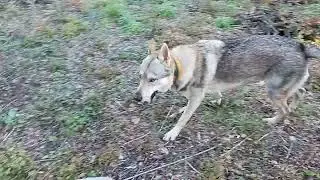 Czechoslovakian wolfdog off leash in the woods