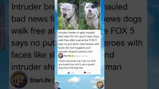 Pit Bulls Maul Intruder to Death No Put Down FOX 5 News Meme Dogs Faces Hilarious