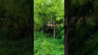 fruit plant video 🍏 beautiful nature #shortvideo #ytshorts #nature #youtubeshorts #thenatureWEB🎥