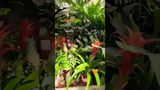 Awesome Indoor plants 🪴 #music #flowers #plants