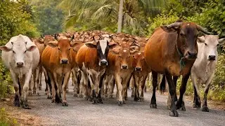 Dozens of strong and healthy cows strolling in the afternoon.