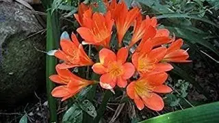 series of flower (kaffir lily)