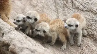 Zoo Camp meets Baby Meerkats - SANTA BARBARA ZOO