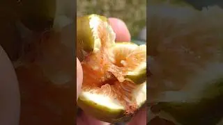 How to tell when a fig is ready!
