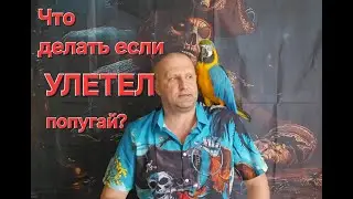 What to do if a parrot flies away?