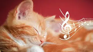 528 Hz Deep harp music for stressed and anxious cats ♬ Healing cat music 10 hours