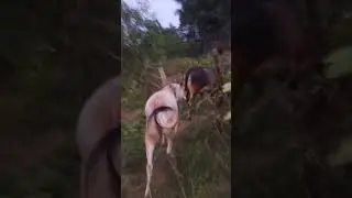 cow lover video #animals #cow cow bala game! cartoon animal