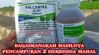 cara pencampuran herbisida BM Cantas 40 WP dengan Novlect 120  EC