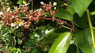 Miconia (Prasina) Melastomataceae