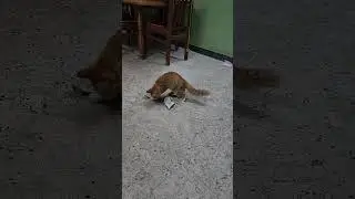 Kitten playing wd socks...🧦😻 #kittens #cat #cutecats #cute #funny #kittenplaying