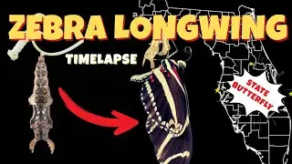 Zebra Longwing Butterfly Eclosing! 8x Timelapse in Our Florida Food Forest 🦋 (Tampa, July 2025)