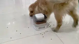 Dog Treat Dispenser Toy With Button