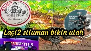 Beeman dus ungu dan Mimis BM serta mimis Canon sumo tes Hunting