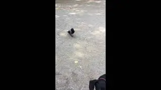 Funny bird and hot dog #Bivalium Mx Cute Animal Humor