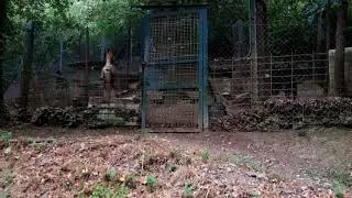 Het trieste bestaan van jachthonden in Quillan (Aude - Fr)
