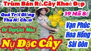 🌼27/12☎️0326 119 500👉Gặp Mộng🌲Mai Vàng Giá Rẻ🌲Xã 70k Đại Lộc 5 Mùa Nụ Khủng🌲39 Mã Số Đẹp Cực Kì Rẻ 