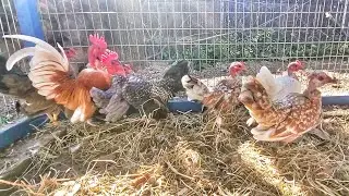 Otro envio para Nevada, visitando el Criadero De Hernan