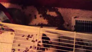 Naughty rat