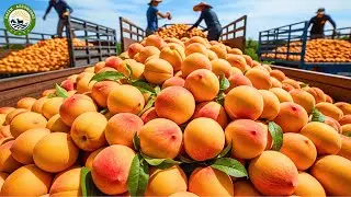 How Millions of Peaches Are Grown and Harvested | Inside USA Peach Farming Industry