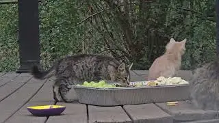 Here's a short one I got on Christmas.
