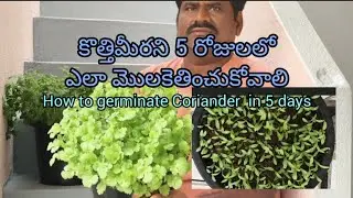 How to germinate Coriander in 5 days #Coriander