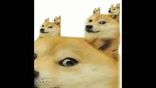 such doge