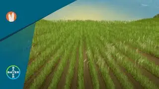 Cereal Herbicides: The Olympus&reg; System Put To The Test