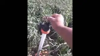 amazing snake video 2022 #snake #snek #2022 #shorts #video