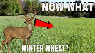 OH NO! Deer Stopped Eating My Winter Wheat, NOW WHAT?