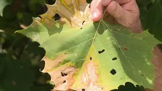 Bacterial Leaf Scorch &ndash; Garden Notes
