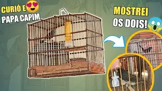 😱 CURIÓ E PAPA CAPIM PERTO DA MINHA CASA! (MOSTREI OS 2)