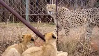 TIA Part 3/3: Cheetah Experience Volunteering