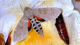 RAISING ELLO SPHINX MOTH CATERPILLARS