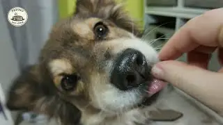 Pepino Tries Training Treats | Curious Dog ASMR