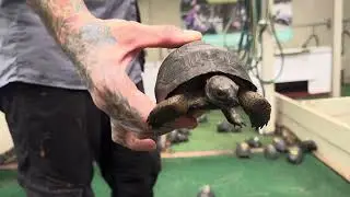ID#4172 5 1/4 inch Double scute Aldabra tortoises super smooth long shell