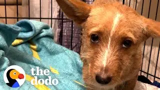 Scared Puppy Showed Up In Woman's Backyard | The Dodo