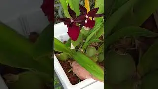 EASIEST Pest Control with MINIMAL EFFORT 👍🏼 #ninjaorchids #pests #orchidcare #shorts