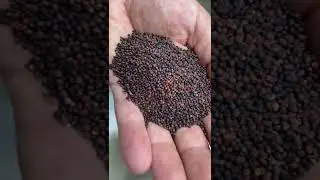 How to make kale mustard!