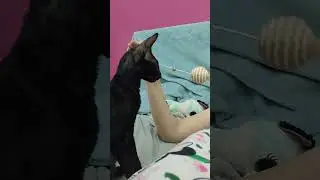 the game cat #cat #cats #catsshorts #comedyshorts #games #happy #music