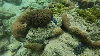 Taklong Island National Marine Reserve Giant Clams DJI Action 3