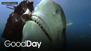 Dancing with Sharks: Divers Make Waves for Shark Week on Discovery
