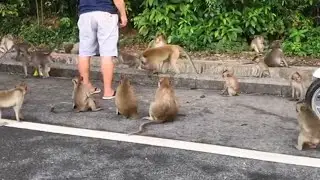 Sharing Food To Wild Monkey In My Area