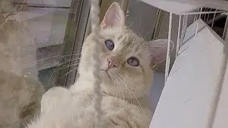 😻 WHAT HAPPENED TO LAZARUS THE FROZEN MIRACLE KITTEN?! 😽