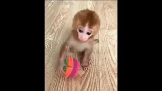The pocket  monkey who is more lovely than Huahua,You mustn't want to miss her, My heart is melting